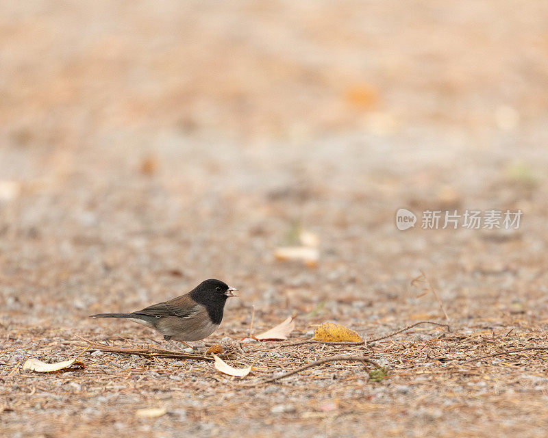 俄勒冈黑眼Junco, Junco hyemalis oreganus，大温哥华，加拿大